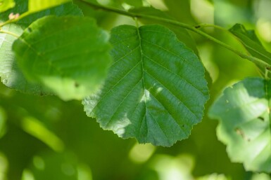 Alnus glutinosa Stammbusch 12/14