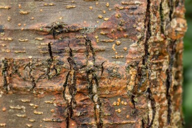 Alnus glutinosa Stammbusch 12/14