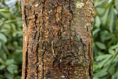 Alnus glutinosa Stammbusch 12/14