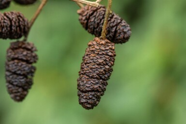 Alnus glutinosa Stammbusch 12/14