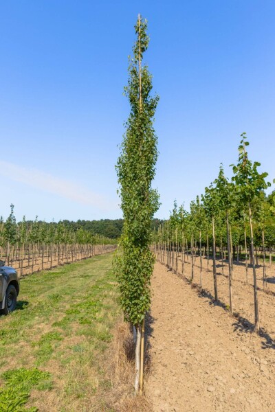 Betula pendula 'Fastigiata' Stammbusch