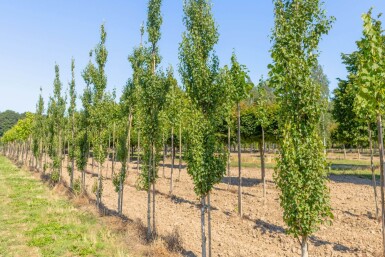 Betula pendula 'Fastigiata' Stammbusch 12/14