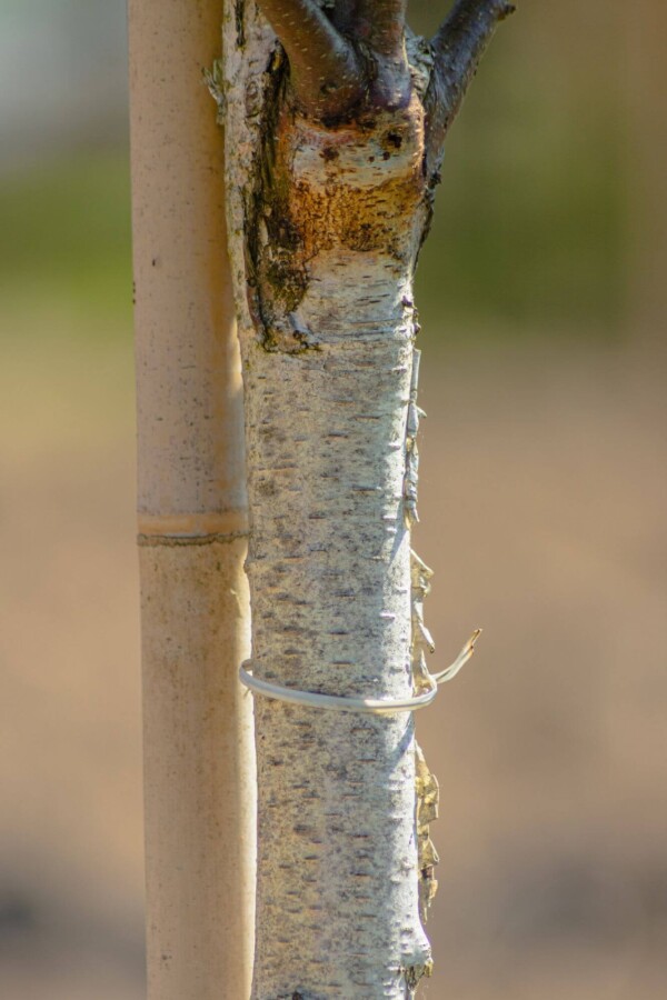 Betula pendula 'Fastigiata' BE 12/14 P/K Betula pendula 'Fastigiata' Stammbusch 12/14