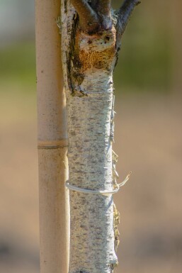 Betula pendula 'Fastigiata' Stammbusch 12/14