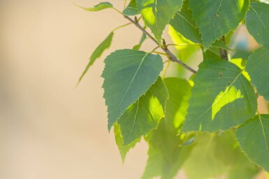 Betula pendula 'Fastigiata' Stammbusch 12/14