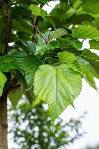 Tilia cordata Stammbusch Tilia cordata Stammbusch