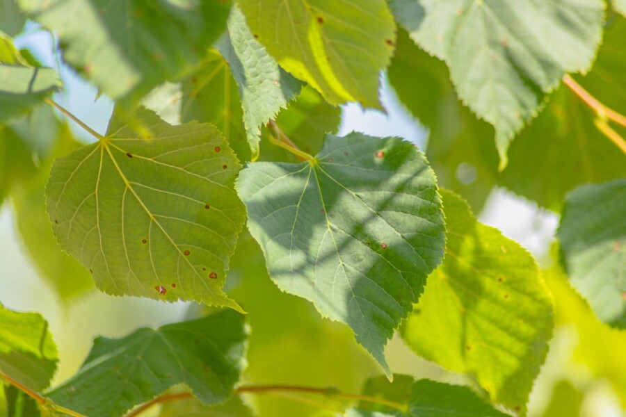 Tilia cordata BE 8/10 P/K Tilia cordata Stammbusch 8/10