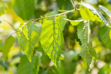 Betula utilis