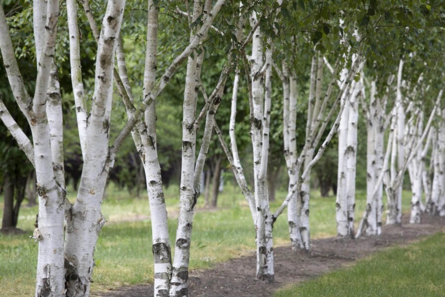 Betula utilis HO 8/10 P/K Betula utilis Hochstamm 8/10
