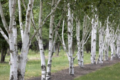 Betula utilis Mehrstämmig 300-350