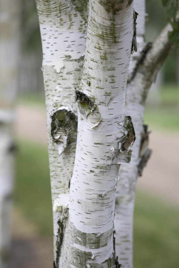 Betula utilis ME 300-350 P/K Betula utilis Mehrstämmig 300-350