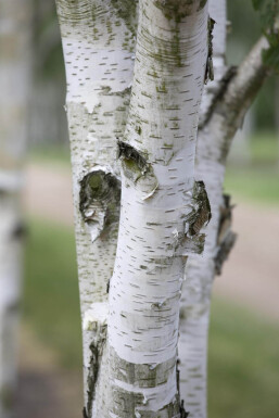 Betula utilis Mehrstämmig 300-350