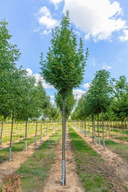 Fraxinus ornus 'Obelisk'