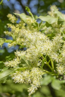 Fraxinus ornus 'Obelisk'