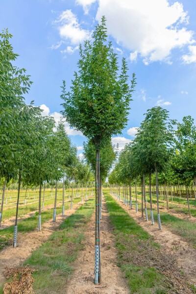 Fraxinus ornus 'Obelisk' Hochstamm