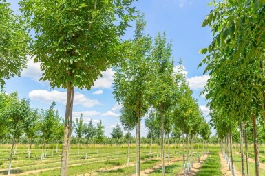 Fraxinus ornus 'Obelisk' Hochstamm 8/10