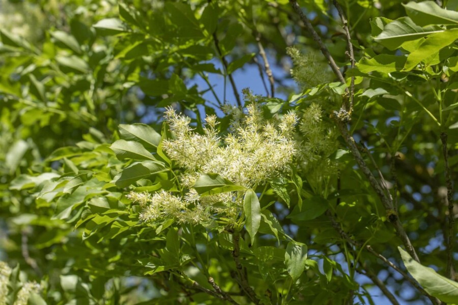 Fraxinus ornus 'Obelisk'HO 8/10 P/K Fraxinus ornus 'Obelisk' Hochstamm 8/10