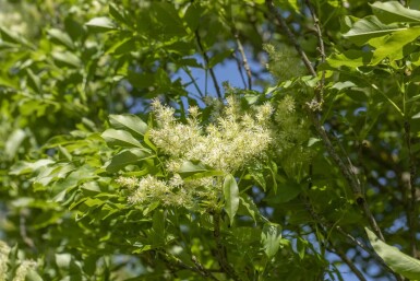 Fraxinus ornus 'Obelisk' Hochstamm 8/10