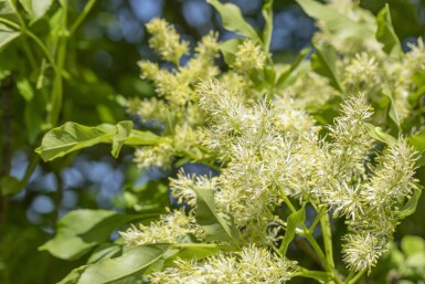 Fraxinus ornus 'Obelisk' Hochstamm 8/10