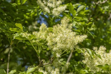 Fraxinus ornus 'Obelisk' Hochstamm 8/10