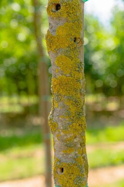 Fraxinus ornus 'Obelisk' Hochstamm 8/10