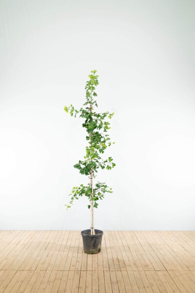 Ginkgo biloba Stammbusch