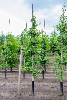 Ginkgo biloba Stammbusch 4-6