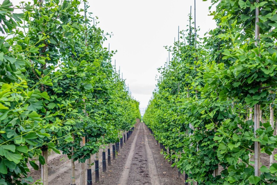 Ginkgo biloba BE 4-6 P/K Ginkgo biloba Stammbusch 4-6