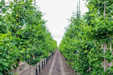 Ginkgo biloba Stammbusch 4-6
