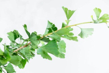 Ginkgo biloba Stammbusch 4-6