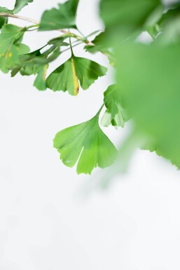 Ginkgo biloba Stammbusch 4-6
