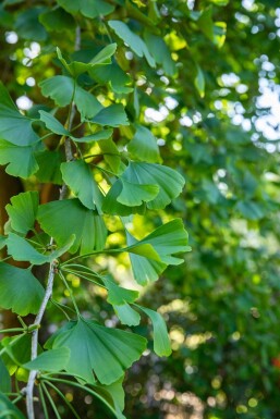 Ginkgo biloba Stammbusch 4-6