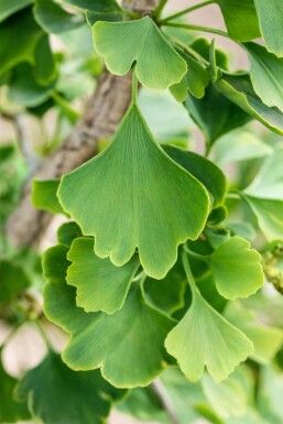 Ginkgo biloba Stammbusch 4-6