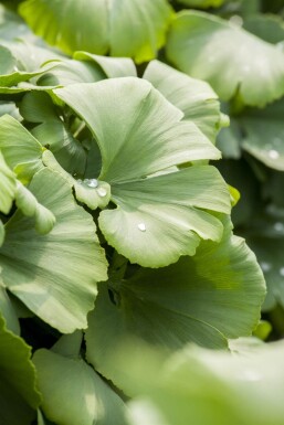 Ginkgo biloba Stammbusch 4-6
