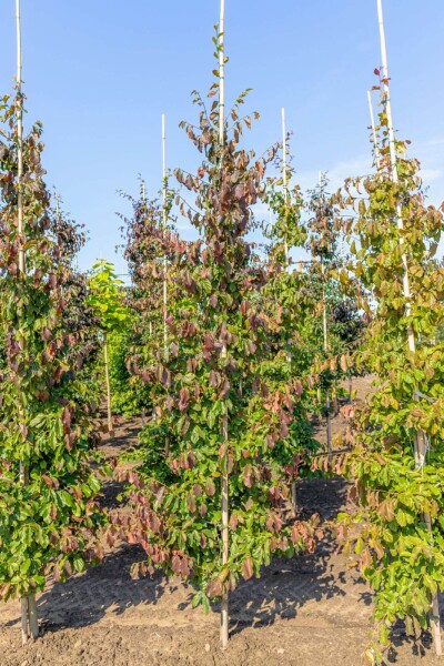 Parrotia persica Stammbusch