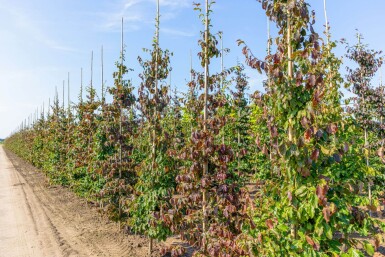 Parrotia persica Stammbusch 8/10