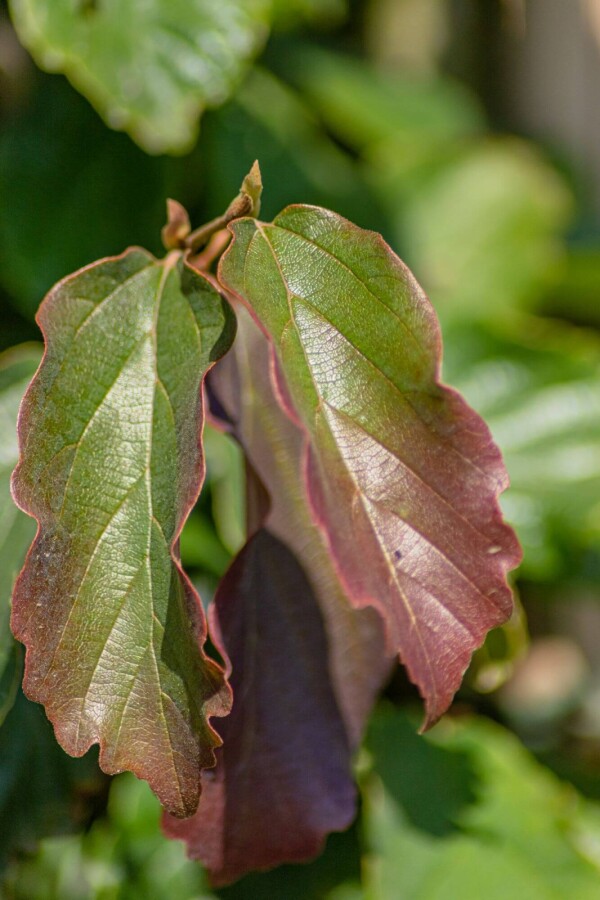 Parrotia persica BE 8/10 P/K Parrotia persica Stammbusch 8/10