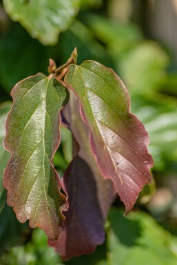 Parrotia persica Stammbusch 8/10