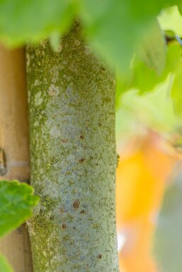 Parrotia persica Stammbusch 8/10