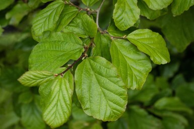 Parrotia persica Stammbusch 8/10