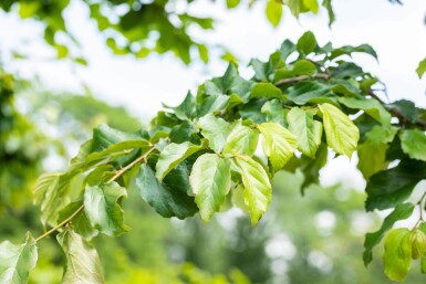 Parrotia persica Stammbusch 8/10
