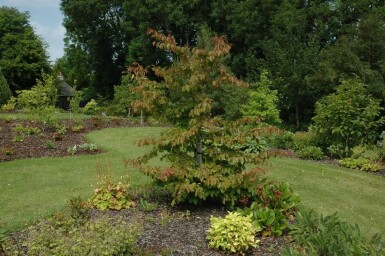 Parrotia persica Stammbusch 8/10