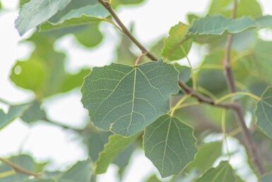 Populus tremula Stammbusch 14/16