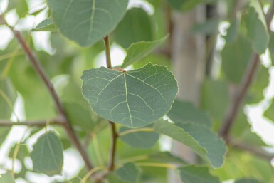 Populus tremula Stammbusch 14/16