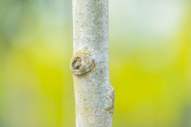 Populus tremula Stammbusch 14/16