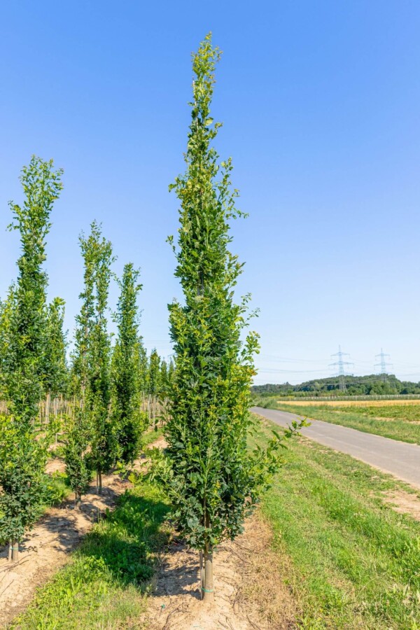 Quercus robur 'Fastigiata' BE 8/10 P/K Quercus robur 'Fastigiata' Stammbusch 8/10