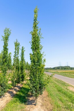 Quercus robur 'Fastigiata' Stammbusch 8/10