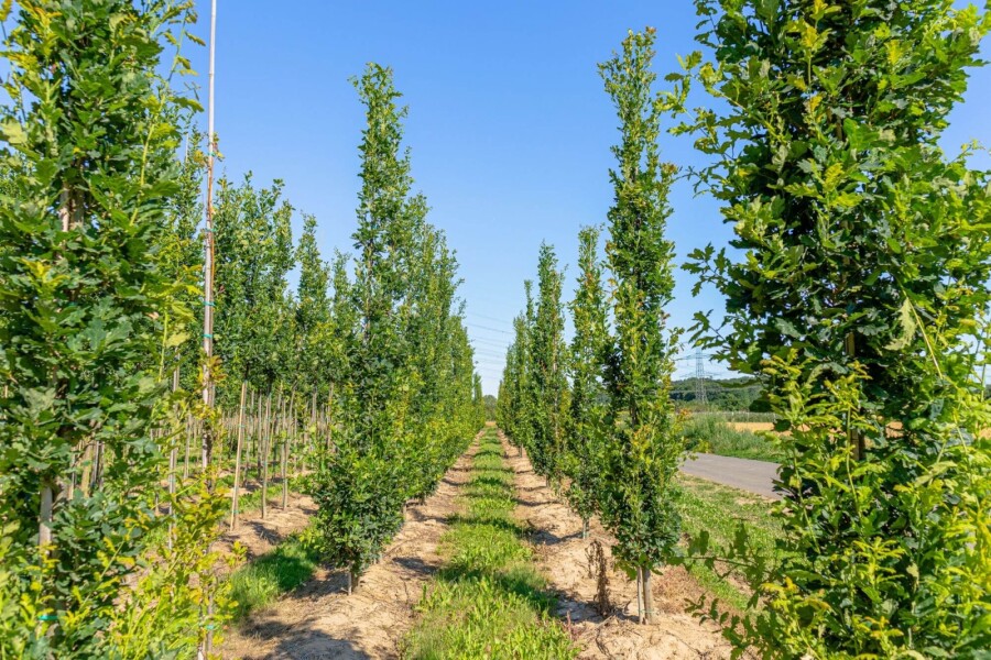 Quercus robur 'Fastigiata' BE 8/10 P/K Quercus robur 'Fastigiata' Stammbusch 8/10