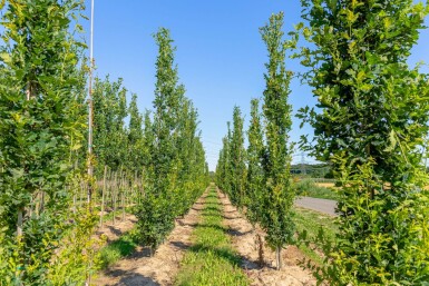 Quercus robur 'Fastigiata' Stammbusch 8/10