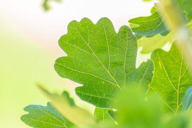 Quercus robur 'Fastigiata' Stammbusch 8/10